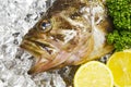 Threestripe rockfish Royalty Free Stock Photo