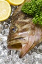 Threestripe rockfish Royalty Free Stock Photo