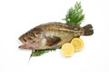 Threestripe rockfish Royalty Free Stock Photo