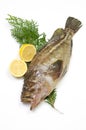 Threestripe rockfish Royalty Free Stock Photo