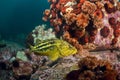 Threestripe rockfishes & hidden octopus Royalty Free Stock Photo