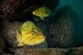 Threestripe rockfishes under water Royalty Free Stock Photo