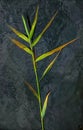 Threeway sedge plant floating Royalty Free Stock Photo