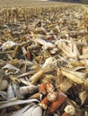 Threshed corncobs on the ground