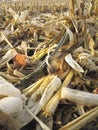 Threshed corncobs on the ground Royalty Free Stock Photo