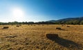 Threshed field in the Peloponnese