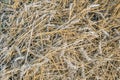 Threshed grain up close Royalty Free Stock Photo