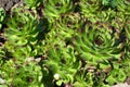 Threshed roofing Sempervivum tectorum L., sheet sockets