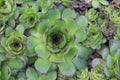 Threshed roofing Sempervivum tectorum L. in spring garden, close up