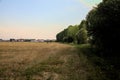 Threshed wheat field bordered by trees at sunset in summer