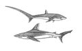 Thresher shark and Atlantic Bull shark or mackerel porbeagle predator. Marine animal. Sea life. Hand drawn vintage