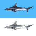 Thresher shark and Atlantic Bull shark or mackerel porbeagle predator. Marine animal. Sea life. Hand drawn vintage