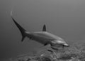 A Thresher Shark in the blue ocean water of the Philippines.