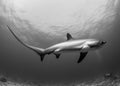 A Thresher Shark in the blue ocean water of the Philippines.