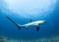 A Thresher Shark in the blue ocean water of the Philippines.