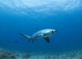 A Thresher Shark in the blue ocean water of the Philippines.