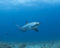 A Thresher Shark in the blue ocean water of the Philippines.