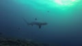 Thresher Shark Close Up On Coral Reef & Blue Sea Monad Shoal Malapascua Philippines