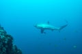 Thresher shark