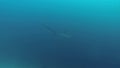 Thresher shark diving deep blue sea at Monad Shoal Malapascua Philippines Visayan Sea