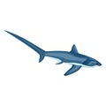Thresher shark isolated on white background. Cartoon character of ocean for children