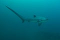 Thresher shark profile