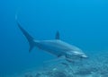 A Thresher Shark in the blue ocean water of the Philippines.