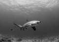 A Thresher Shark in the blue ocean water of the Philippines.