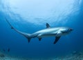 A Thresher Shark in the blue ocean water of the Philippines.