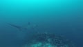 Thresher shark swimming over reef sea mount at monad shoal in Malapascua Philippines