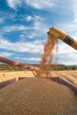 Wheat harvest season Royalty Free Stock Photo