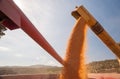 Wheat harvest time Royalty Free Stock Photo