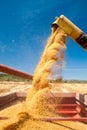 Wheat harvest time Royalty Free Stock Photo