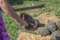 Threshing sunflower seeds by hand. Stick woman knocks sunflower Royalty Free Stock Photo