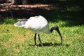 Threskiornithidae Bird in New South Wales of Australia. Royalty Free Stock Photo