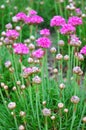 Thrift Armeria maritima