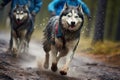 Thrilling canicross race, dogs and mushers in synchronized, swift motion