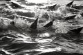 Thrilling encounter lone swimmer face to face with a school of sharks in the vast ocean