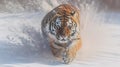 Thrilling Wildlife Scene: The Danger of a Snowy Tiger