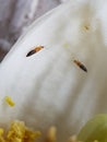 Thrips injure on citrus flower in Viet nam.