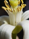 Thrips insect injure on citrus flower