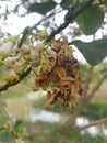 Symptoms Thrips insect injure on citrus flower