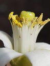 Thrips insect injure on citrus flower