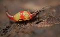 Thrips order Thysanoptera macro close up photo