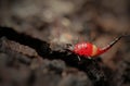 Thrips order Thysanoptera macro close up photo