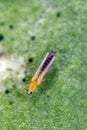 Thrips tabaci order Thysanoptera on damaged plant