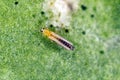 Thrips tabaci order Thysanoptera on damaged plant