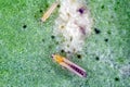 Thrips tabaci order Thysanoptera on damaged plant