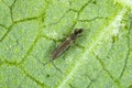 Thrips Thysanoptera on a leaf of bean Royalty Free Stock Photo