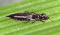 Thrips Thysanoptera on a leaf of cereals